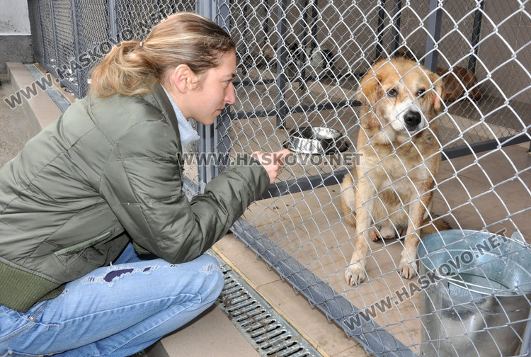 Кучешкият приют ще приема до 10 животни, обявиха телефон за сигнали