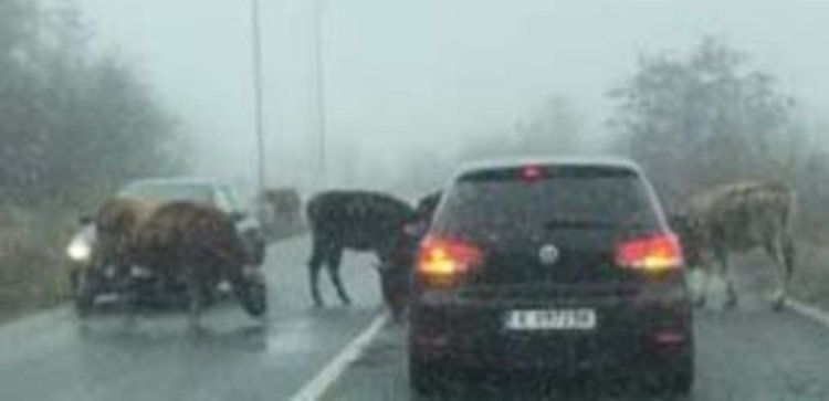 Крави и телета търсят дажбата си от сол на пътя за Кърджали