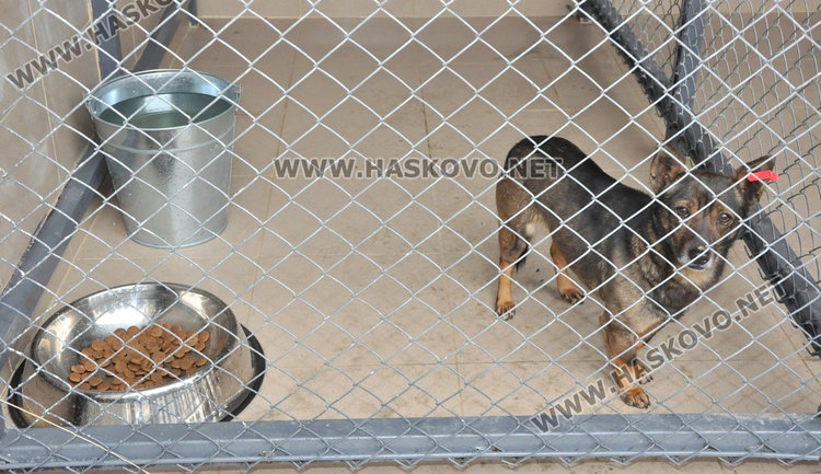 Кучешкият приют ще приема до 10 животни, обявиха телефон за сигнали