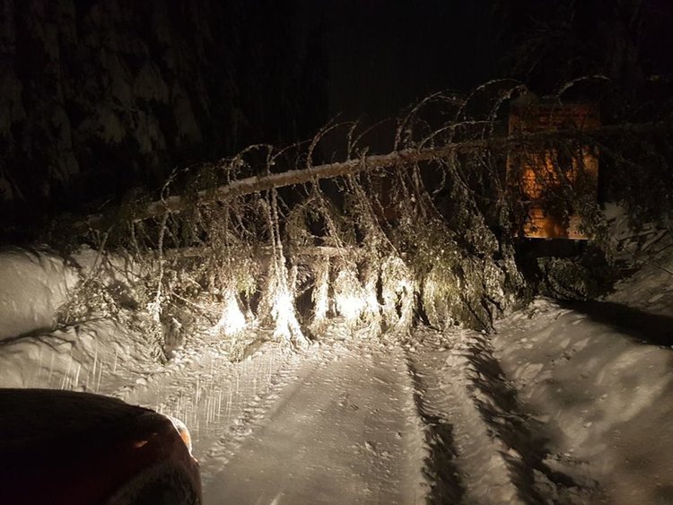 АПИ: Работи се за премахването на падналите от тежкия сняг  дървета по пътищата около Пампорово