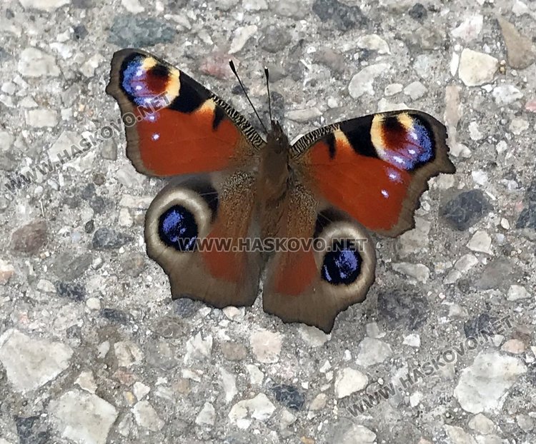 „Пауново око“ литна из Димитровград преждевременно