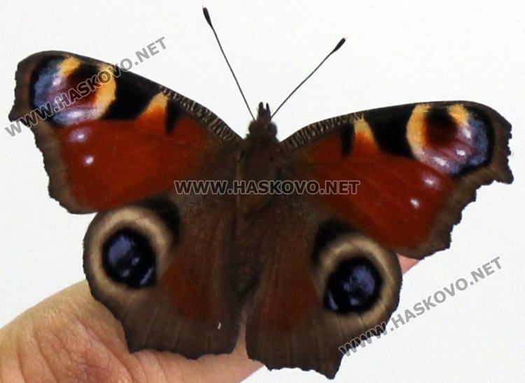 „Пауново око“ литна из Димитровград преждевременно