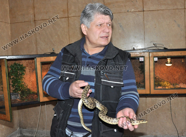 д-р Красимир Христов показа пъстър смок