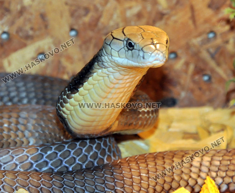 В Хасково показват най-отровната змия в света и местни видове влечуги