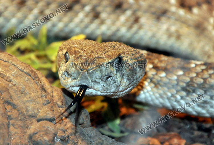 В Хасково показват най-отровната змия в света и местни видове влечуги