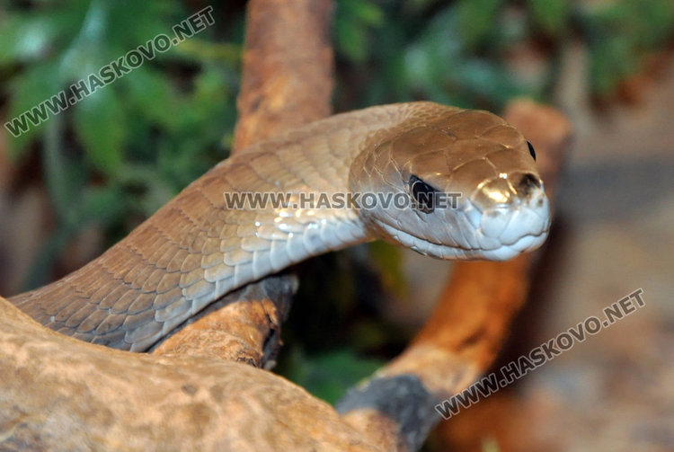 В Хасково показват най-отровната змия в света и местни видове влечуги