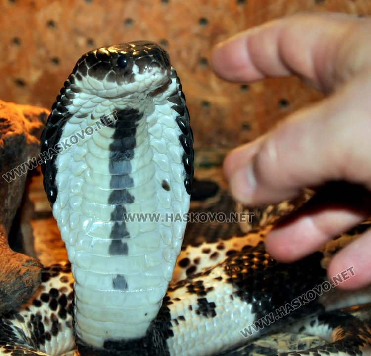 В Хасково показват най-отровната змия в света и местни видове влечуги