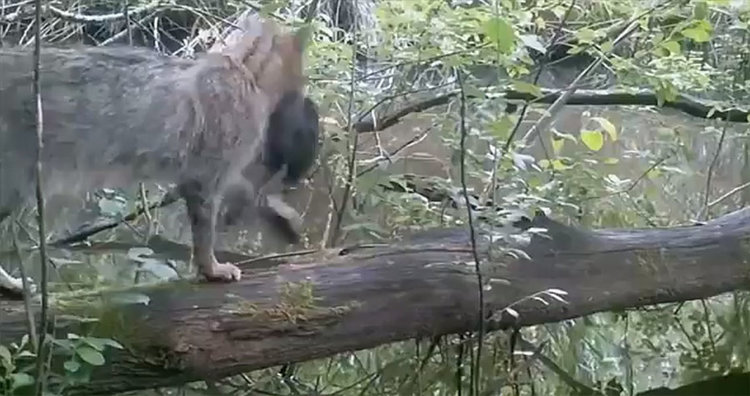 Фотокапан засне тайния живот на паднало дърво (видео)