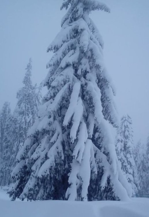 На Хайдушки поляни всяка зима пада голям сняг. Тази зима е повече от обичайното, но предупрежденията бяха дадени навреме