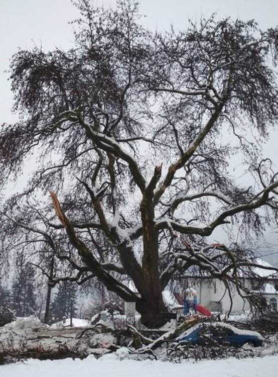 Екоинспекцията в Смолян: Пречупеният от снега 300-годишен чинар ще се възстанови