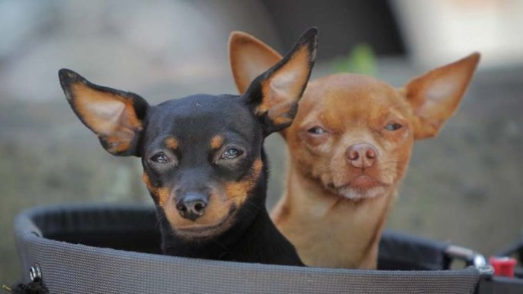 До края на март е срокът за пререгистрация на домашно куче