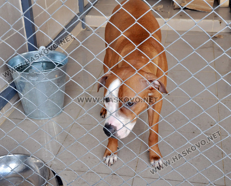 Изтърван питбул нахапа няколко души