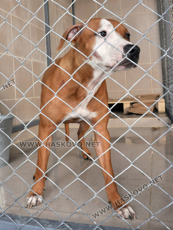 Изтърван питбул нахапа няколко души