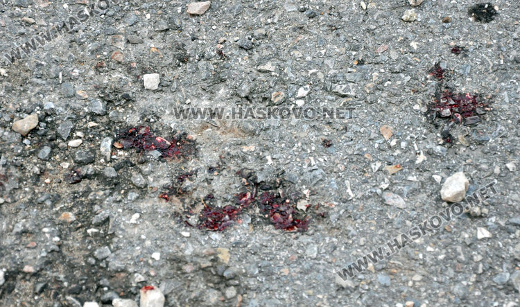 Изтърван питбул нахапа няколко души