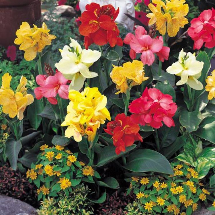 800 ярки цветя от Унгария ще "грейнат" в Смолян, дар са от побратимения Кишпещ