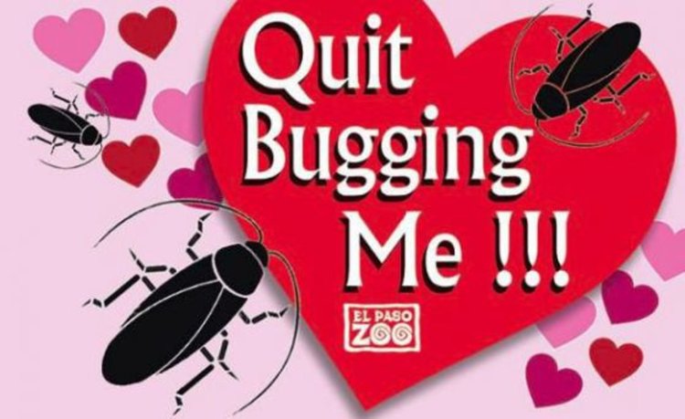 За Свети Валентин дай бившия на сурикатите