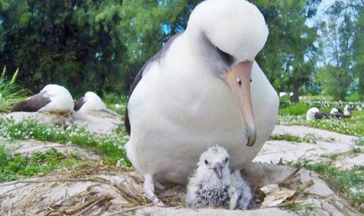 Партньорът на Уиздъм солидарно споделя отгледането на новото има пиле.