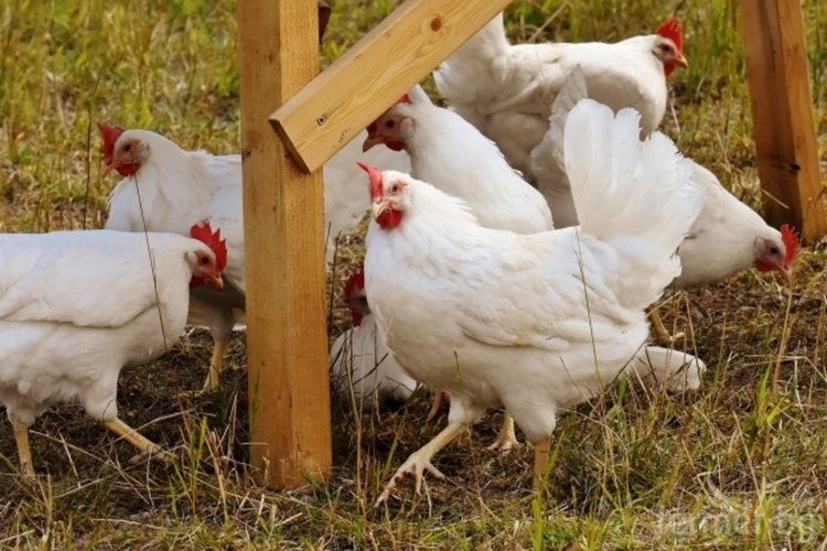 Псевдочума по птиците край Кърджали