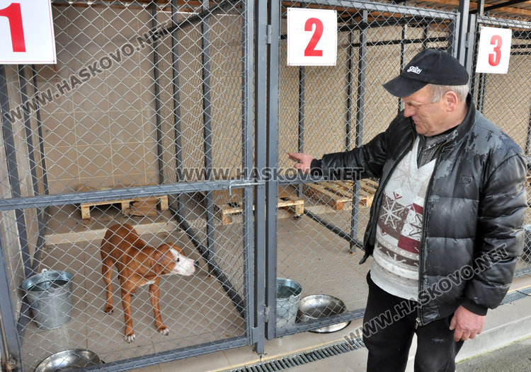 Зоодоброволци прибират питбула, хапал в центъра на Хасково