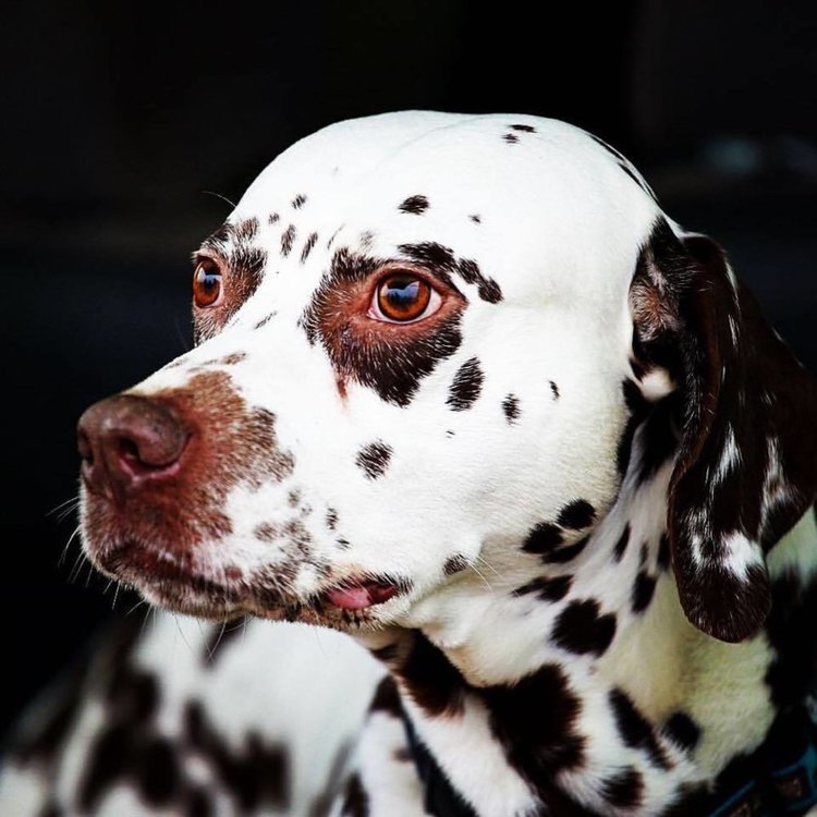 Почина кучето, което промени Първомай