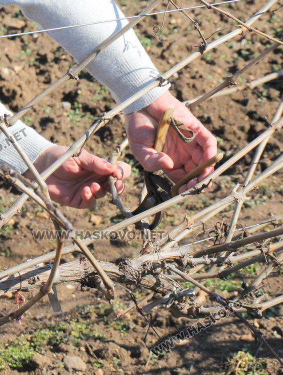 Избраха Цар на Виното в с. Каснаково