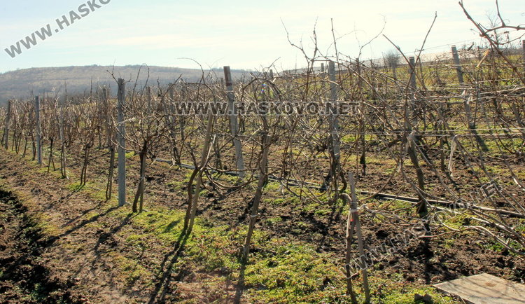 Избраха Цар на Виното в с. Каснаково