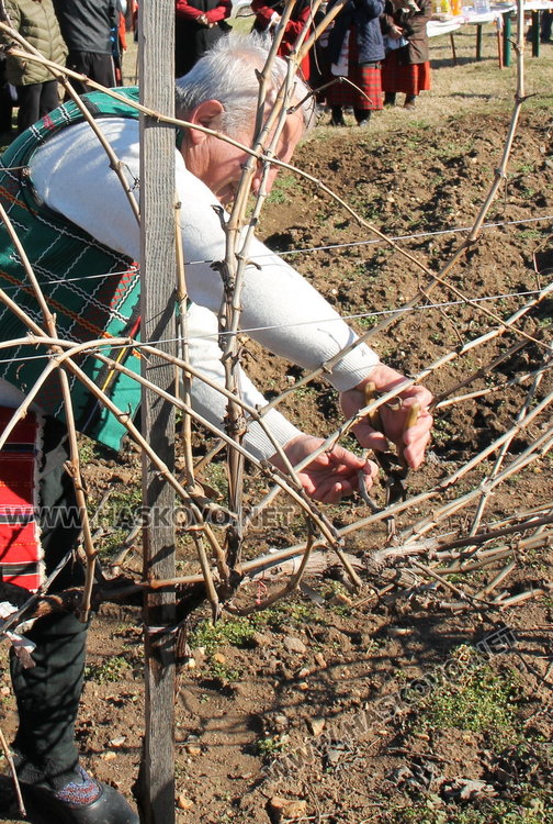 Избраха Цар на Виното в с. Каснаково