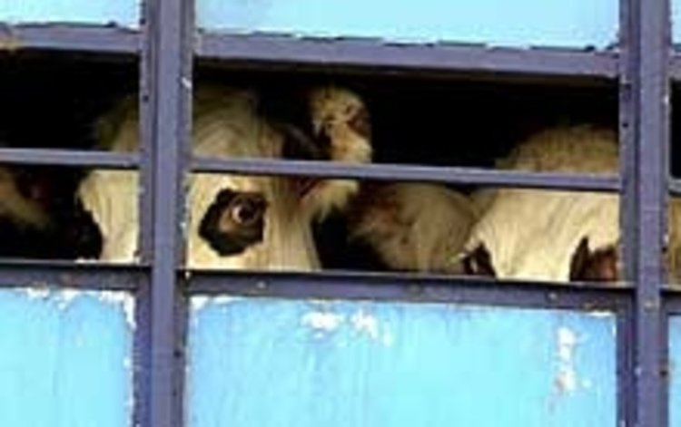 Незаконен превоз на животни предотвратиха полицаи при специализирана операция в региона