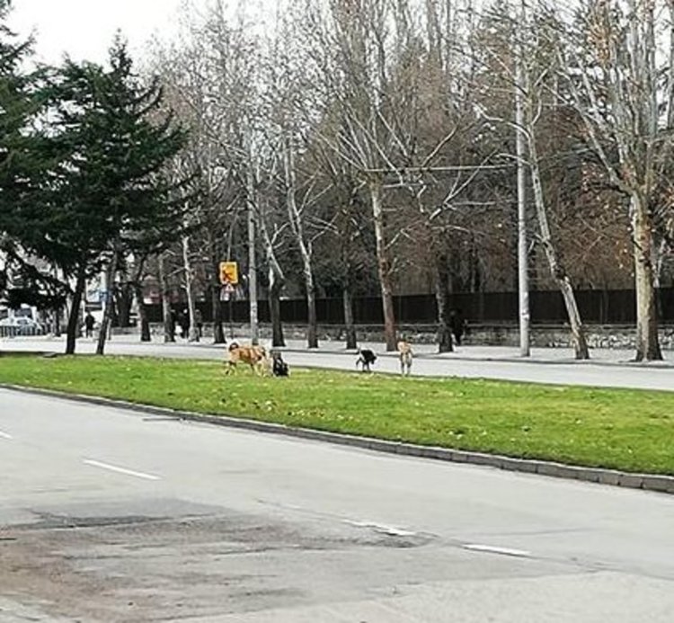 Читател: агресивни кучета атакуваха хора и коли в Хасково