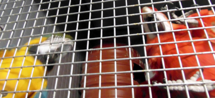 Най-голямата в Европа колекция от папагали живее в село Сусам