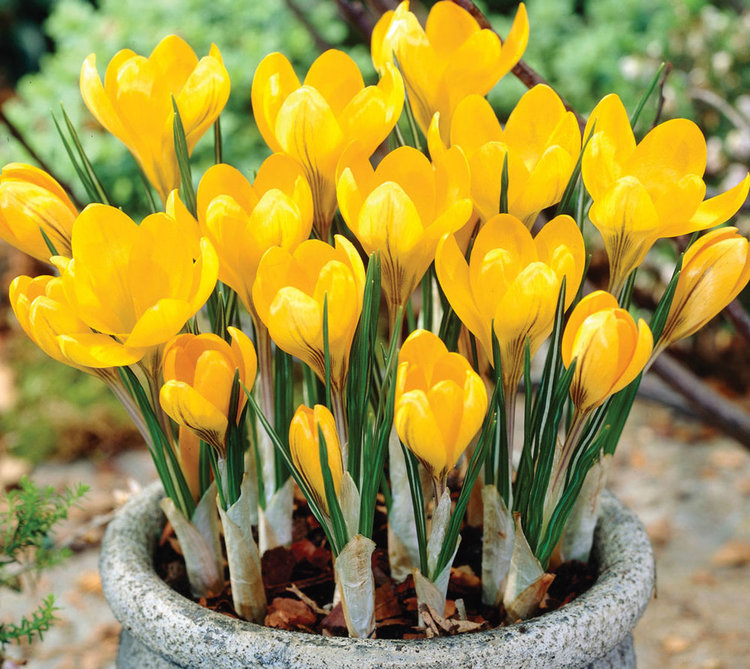 Пролет през февруари