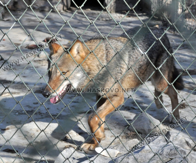 Вълците в зоопарка на Кенана са в добро здраве, показа експертна проверка