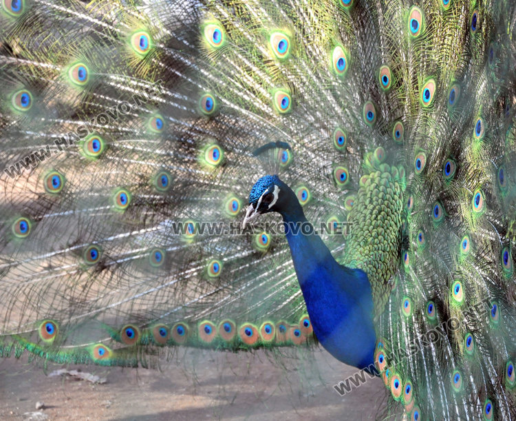 Вълците в зоопарка на Кенана са в добро здраве, показа експертна проверка