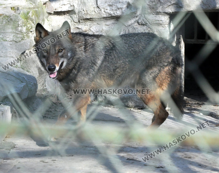 Вълците в зоопарка на Кенана са в добро здраве, показа експертна проверка
