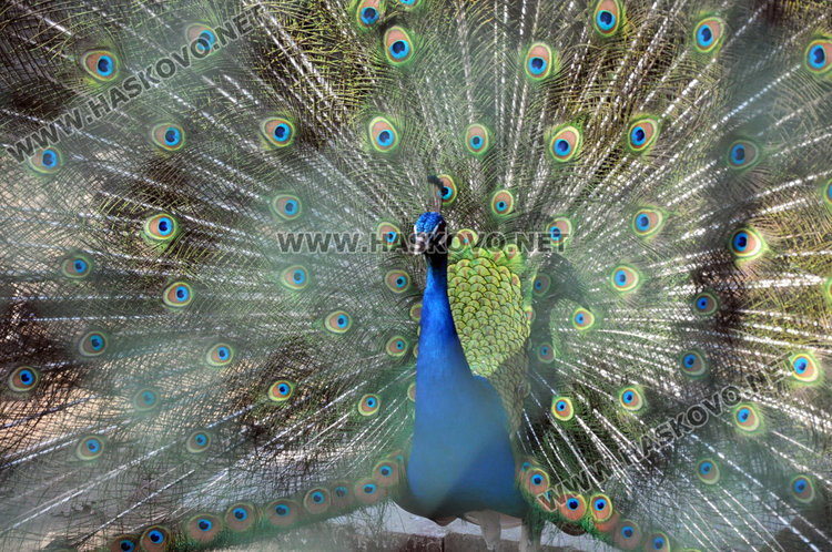 Вълците в зоопарка на Кенана са в добро здраве, показа експертна проверка