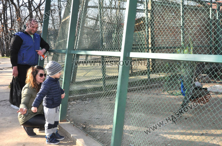 Вълците в зоопарка на Кенана са в добро здраве, показа експертна проверка