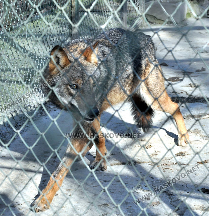 Вълците в зоопарка на Кенана са в добро здраве, показа експертна проверка