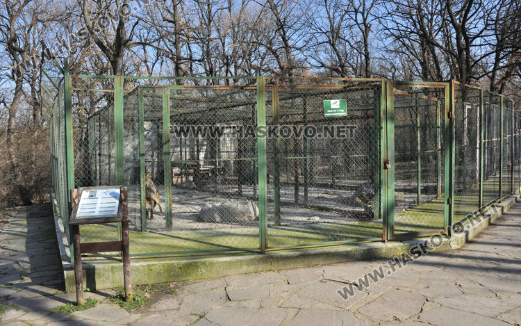 Вълците в зоопарка на Кенана са в добро здраве, показа експертна проверка