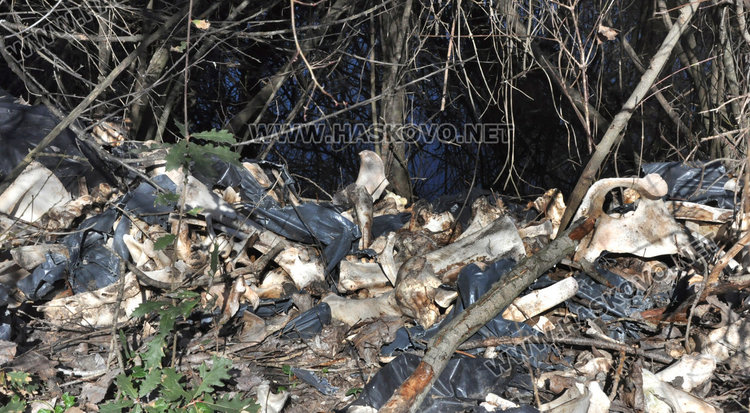 Трупове на кучета, кости и отпадъци гният край река Олудере