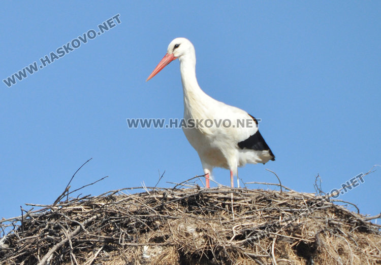 Първият щъркел създава пролетно настроение в Подкрепа