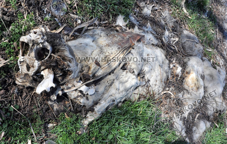 Трупове на кучета, кости и отпадъци гният край река Олудере