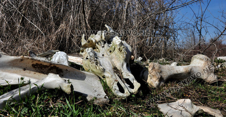 Трупове на кучета, кости и отпадъци гният край река Олудере