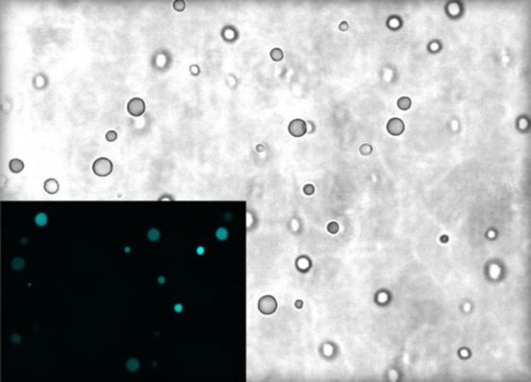 Комплексни коацервати под микроскоп. Молекули РНК са силно концентрирани в капчиците с диаметър приблизително 2-5 микрометра (14-35 пъти по-малко от диаметъра на човешки косъм). Credit. Лаборатория Bevilacqua, Penn State