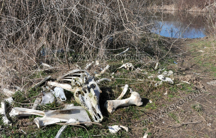 Трупове на кучета, кости и отпадъци гният край река Олудере