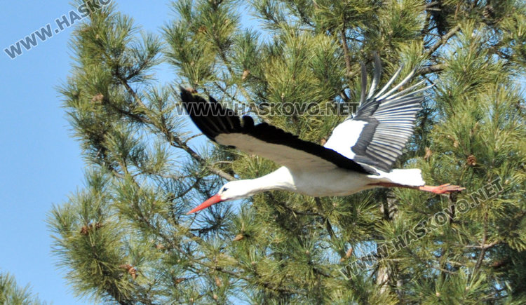 Първият щъркел създава пролетно настроение в Подкрепа