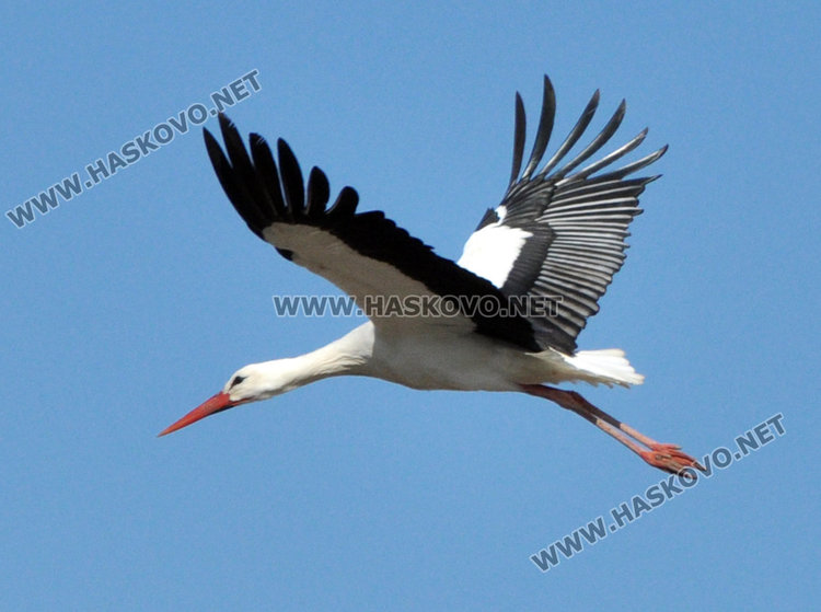 Първият щъркел създава пролетно настроение в Подкрепа