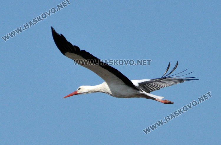 Първият щъркел създава пролетно настроение в Подкрепа
