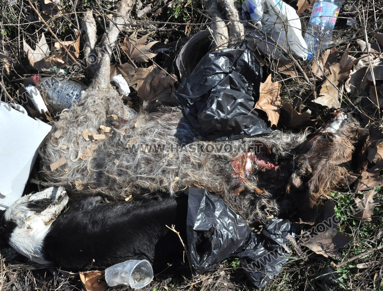Трупове на кучета, кости и отпадъци гният край река Олудере