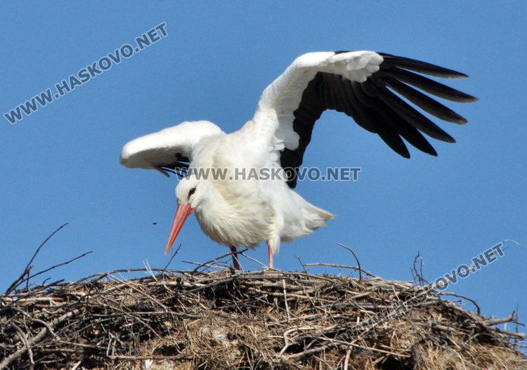 Първият щъркел създава пролетно настроение в Подкрепа