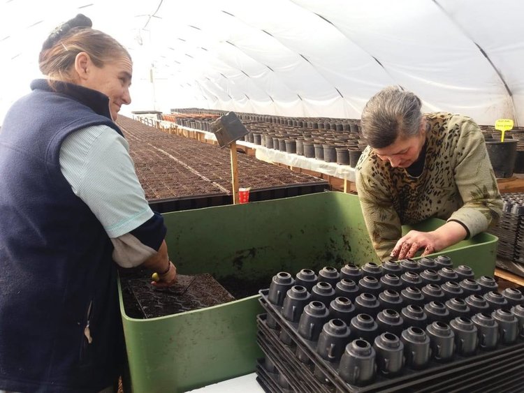През май Община Смолян ще раздава безплатни цветя за домове и учреждения